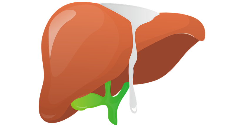 Leber & Galle Leber & Galle