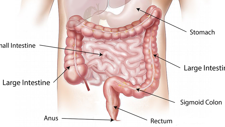 Verdauungssystem Verdauungssystem